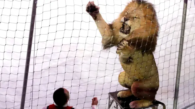 Более чем в 50 странах мира в том или ином виде уже запретили цирк с животными