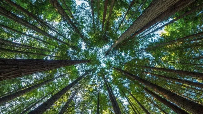 दुनिया के सारे पेड़ ख़त्म हो जाएंगे तो क्या होगा?