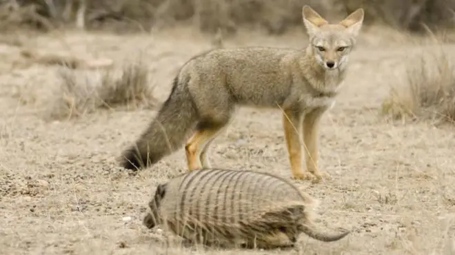 దక్షిణ అమెరికా నక్కలు