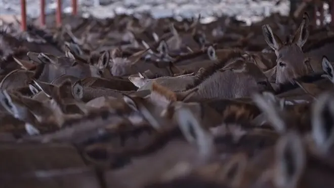 Donkey meat dey very popular for China