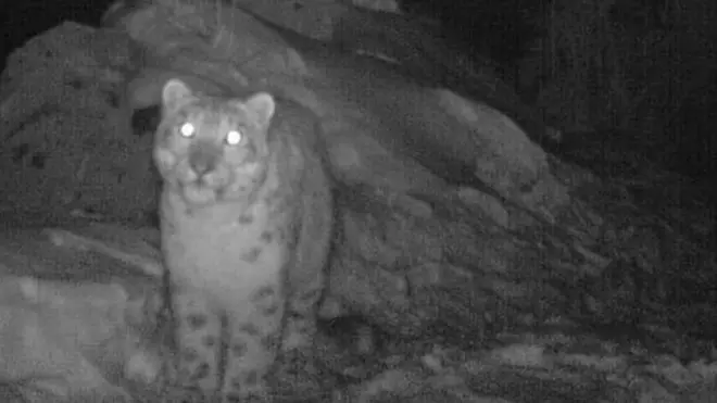 گلگت بلتستان کے علاقے نگر میں ہوپر وادی میں نصب کیے گئے کیمرے ٹریپ کی مدد سے برفانی تیندوے کی رات کے وقت لی گئی تصویر