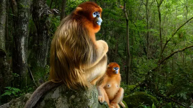 Два рінопітеки