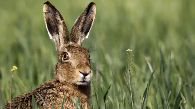 Culturassite de apostasite de aposta em jogos de futeboljogos de futebolconsumo familiar não escapam à ação desse animal da ordem dos lagomorfos