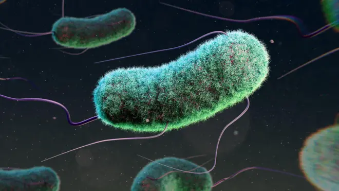 A computer generated image of the Escherichia coli bacteria - also known as E. coli, the bug that causes food poisoning. It is depicted as a green, slightly furry tube with purple whispy strands