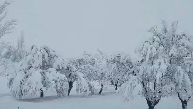 واوره چې ونې یې پوښلي