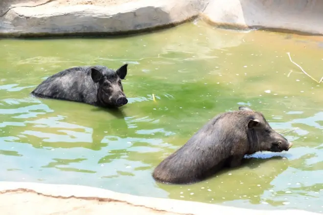 Awọn ẹlẹdẹ meji kan ninu omi.