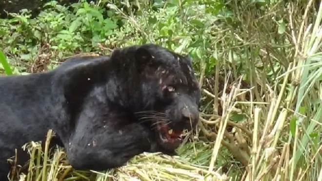 කළු කොටියා