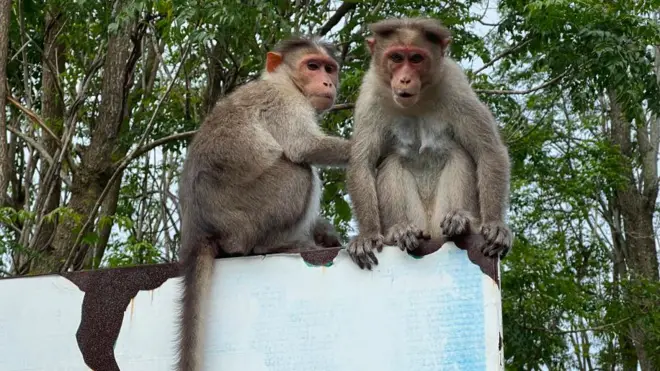 కోతుల బెడద 