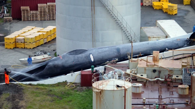 An image of the whale at the whaling station in Iceland