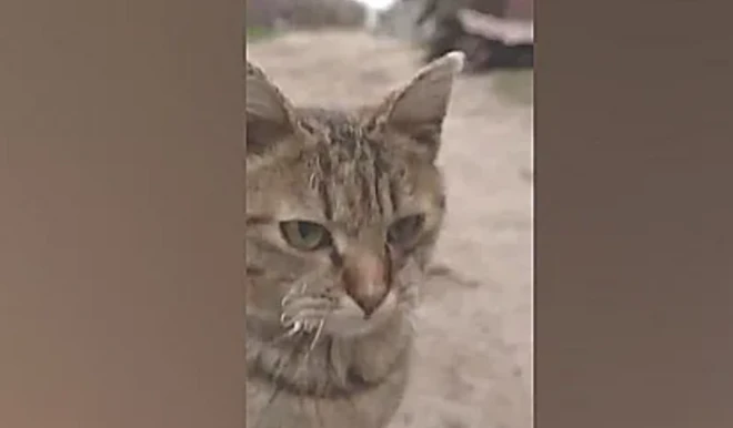 ひげが少しちぢれている猫