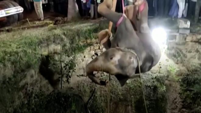 В Индии из 16-метрового колодца вытащили слониху