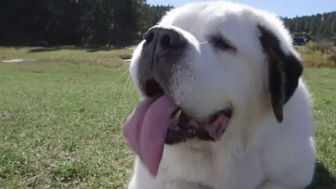 Собака Мочі