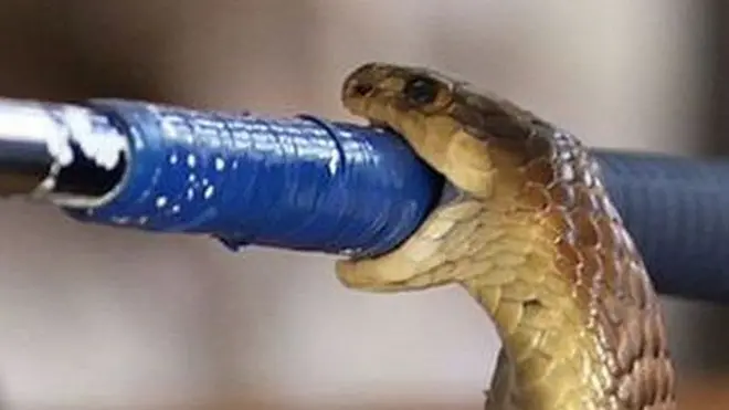 పాము తల బూమ్‌స్లాంగ్ లాగే ఉంటుంది