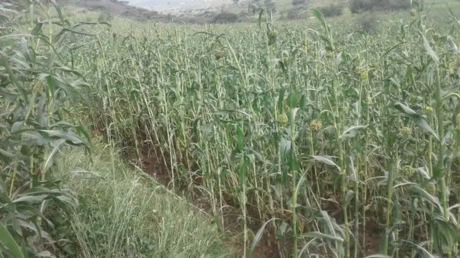 ህጡር ክራማት ኣብ ኤርትራ