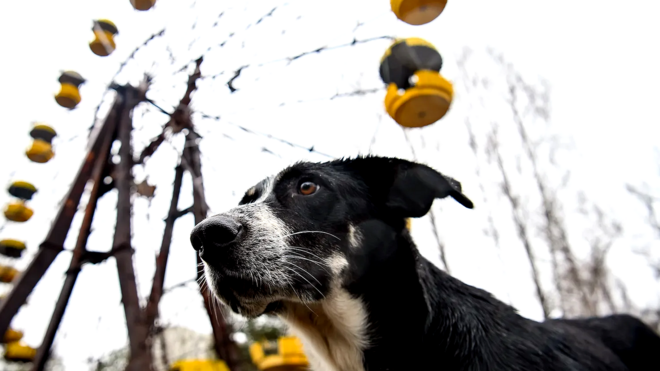 Собака в парке Припяти