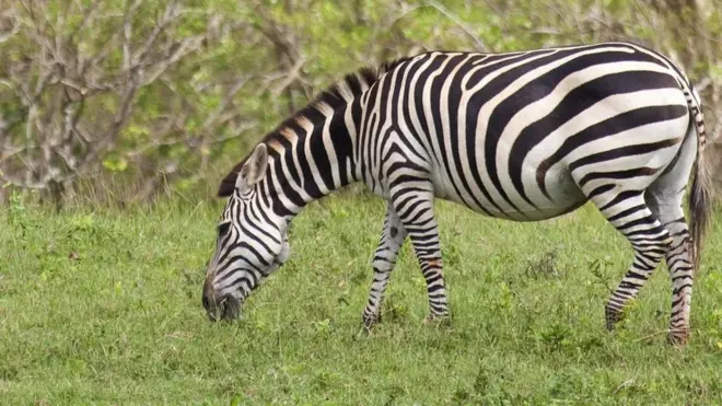 A zebra grazes in Cayo Saetía, Cuba