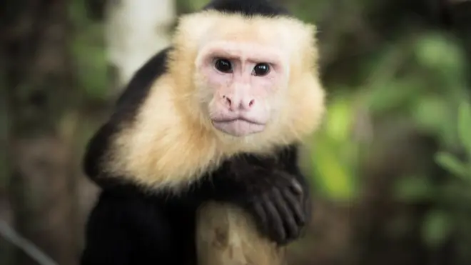 usipomtendea haki nyani aina ya capuchin tegemea kukabiliana na hasira yake