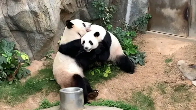 Ying Ying y Le Le lograron aparearse mientras el zoológico estaba cerrado al público debido al coronavirus.