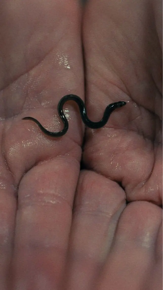 beba jegulja na dlanu