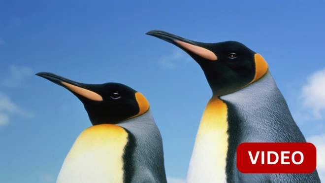 பென்குயின்கள்