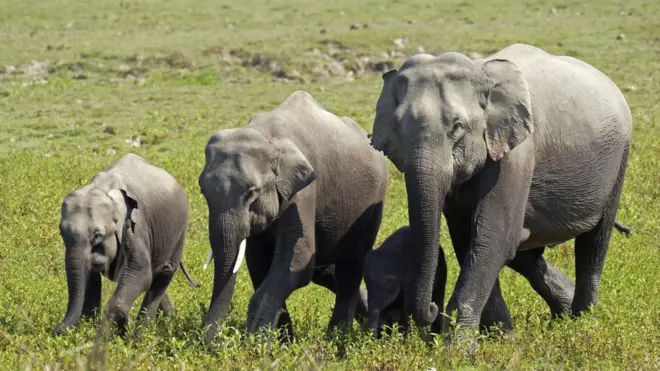 This is the largest number of elephants to die at once in Assam in 20 years