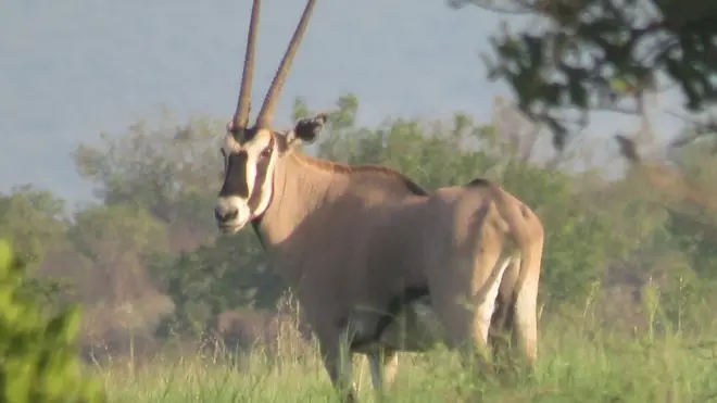 Paarkii Biyyaalessa Booranaa keessa hosiftootni 46 ol ni jiru