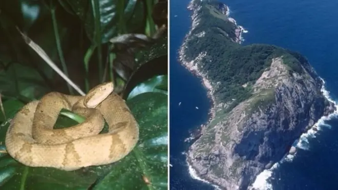 Jasiiradda masaska ee Brazil