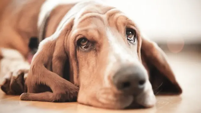 دراسة تبحث كيف تذرف الكلاب "دموع الفرح"