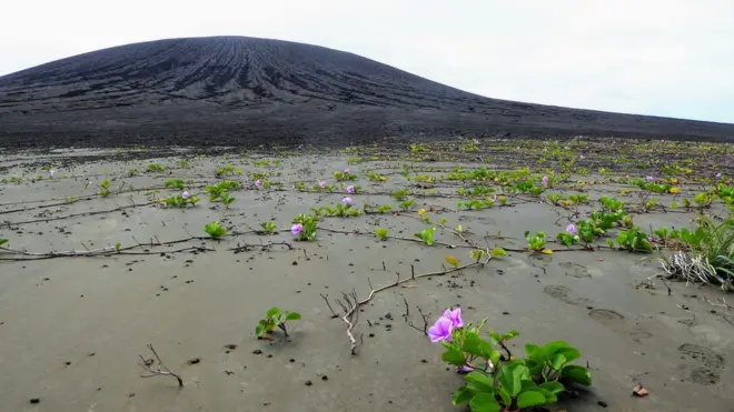 La vegetación nacida de semillas dispersadas por aves está colonizando el lodo.