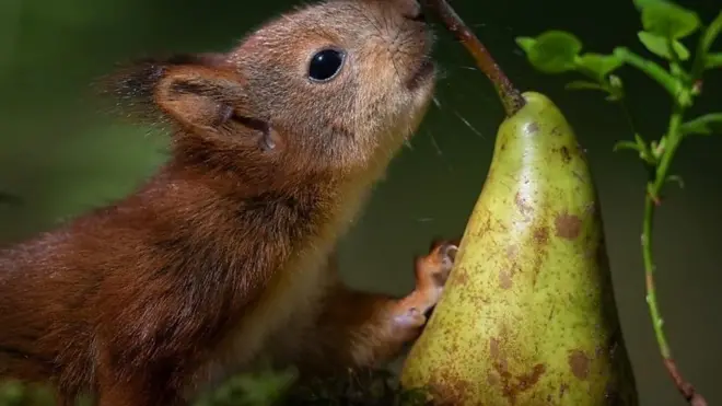 فيديو السناجب الذي شاهده الملايين