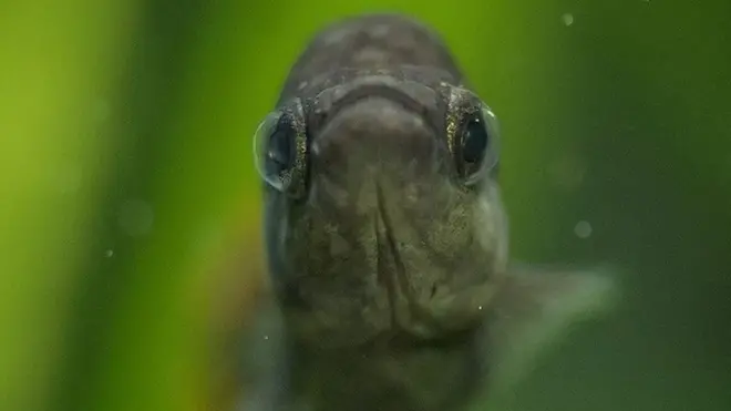 ٹکیلا فش کی لمبائی سات سینٹی میٹر سے زیادہ نہیں