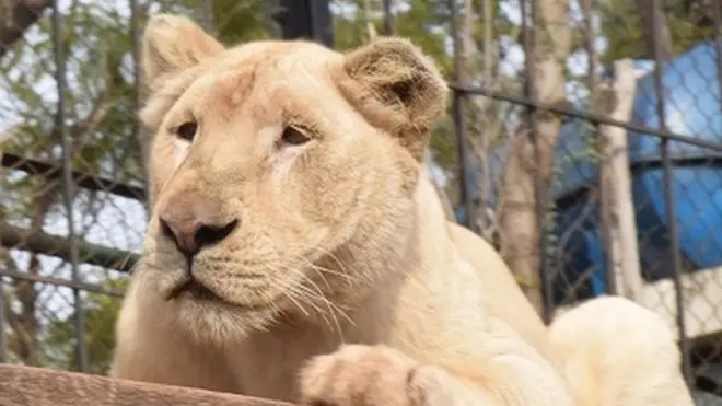 وائلڈ لائف بریڈنگ