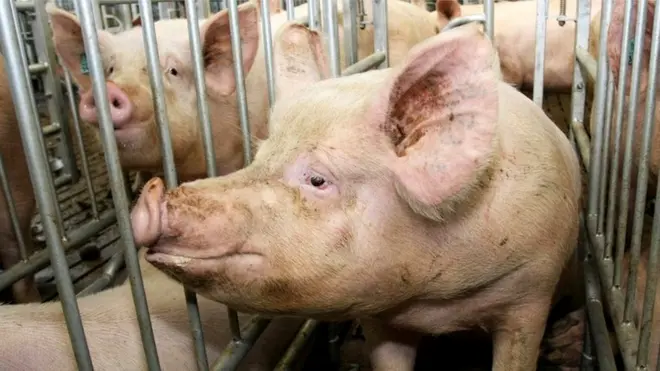 Свиноматка на ферме