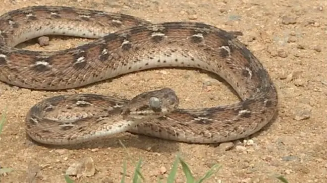 Au Nigeria, les charmeurs de serpents réussissent à attraper des cobras à mains nues dans des performances de rues.