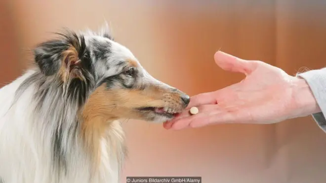 Um cachorro tomando uma pílula