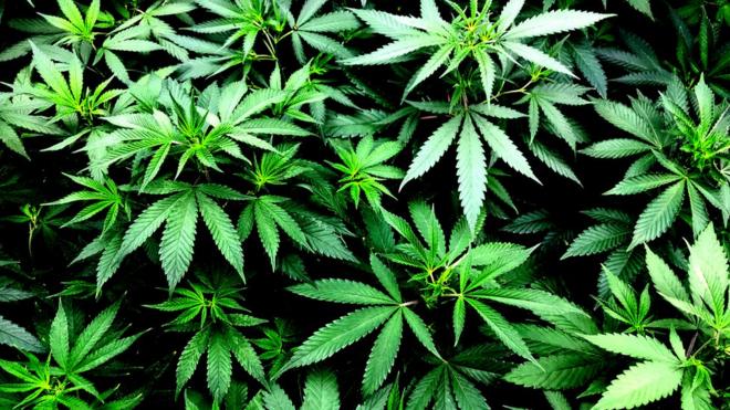ADUC - Articolo - Sempre più canadesi hanno acquistato cannabis legale nel  2022: Health Canada