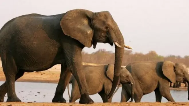 Populasi gajah Afrika menurun drastis.