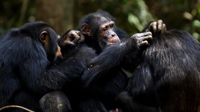 Шимпанзе чистят друг другу шерсть