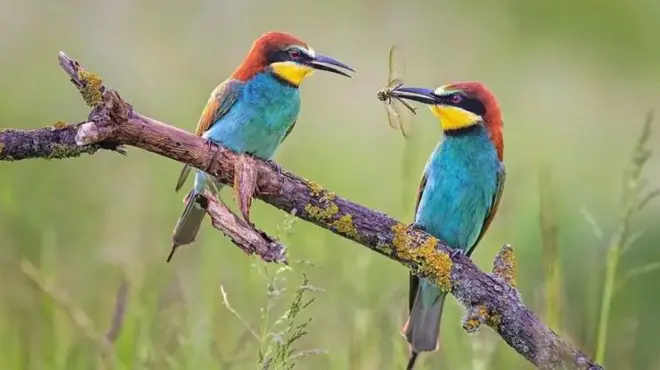 Ndege madume hutoa zawadi kwa majike