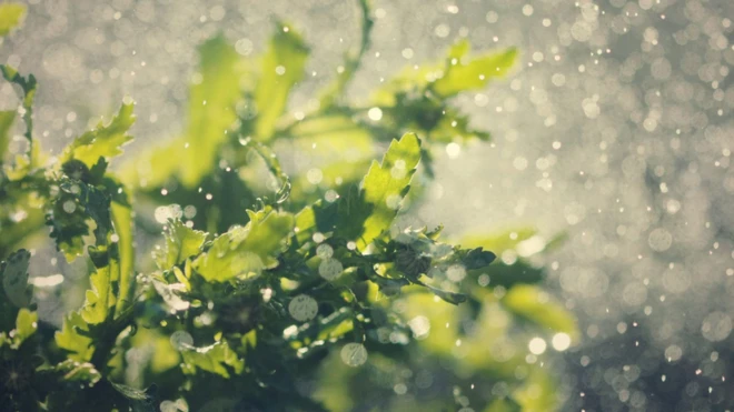 ฝนตกบนพุ่มไม้