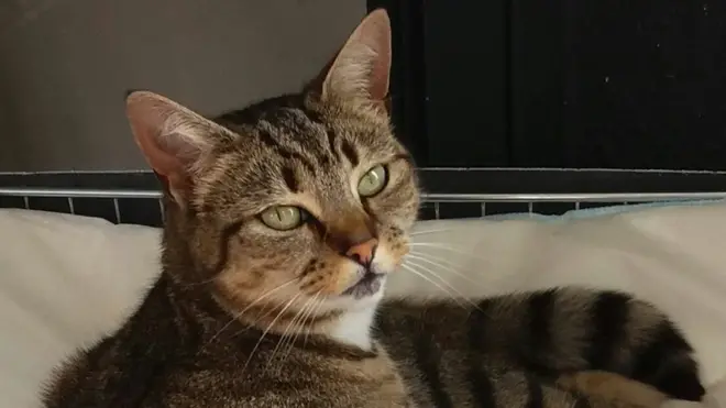 Mačka Mini uživa u korpi ispred prodavnice