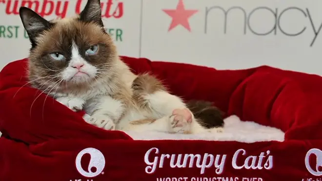 اشتهرت القطة المتجهمة بعد نشر صورة لها على الإنترنت عام 2012 ما دعى شركات الإعلانات لاستخدامها في الدعاية ، وحصل مالكوها على ملايين الدولارات جراء ذلك.