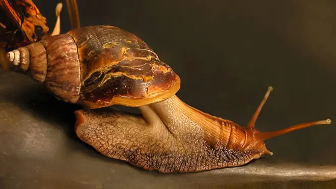 Uno de los protagonistas es un caracol sediento.