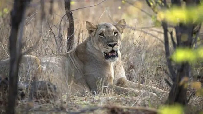 تكثر حوادث الحيوانات المفترسة في المنطقة الجنوبية الشرقية من زيمبابوي