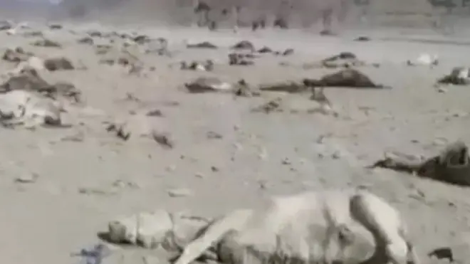 गाढवं, प्राणी, इराण, पाकिस्तान, अफगाणिस्तान