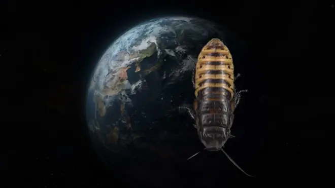 แมลงสาบ