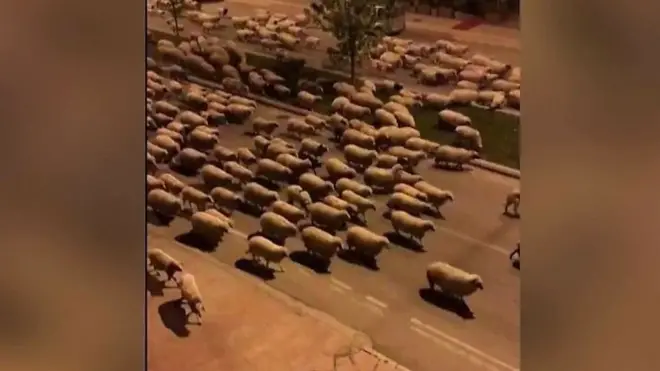 الخراف تقتحم مدينة تركية