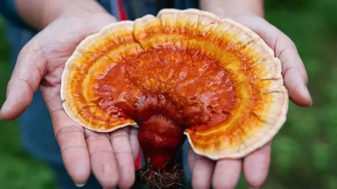 శిలీంధ్రాలు