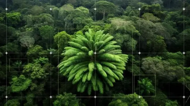 సౌతాఫ్రికా, మగ చెట్టు