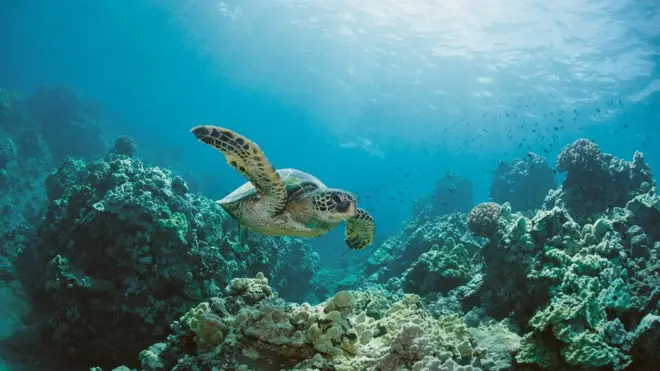 Tartaruga marinha nadando submersa